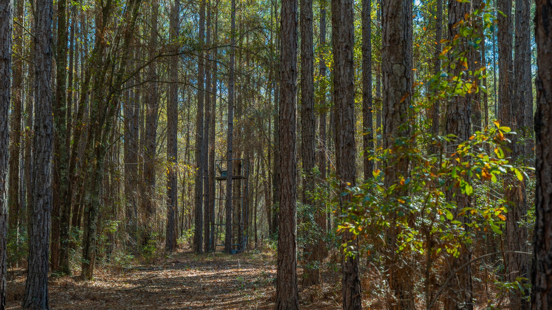 Image for 294+/- Acres – Hester Farm - Exceptional Hunting Opportunity - Versatile Farmland, Timber, & Ponds Offered Divided & as a Whole