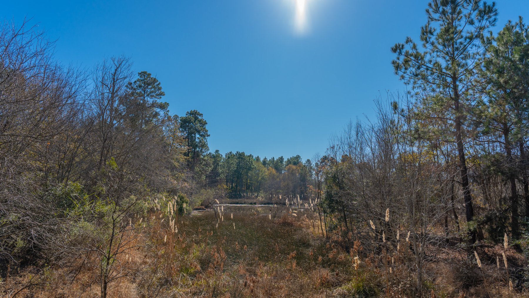 Image for 294+/- Acres – Hester Farm - Exceptional Hunting Opportunity - Versatile Farmland, Timber, & Ponds Offered Divided & as a Whole
