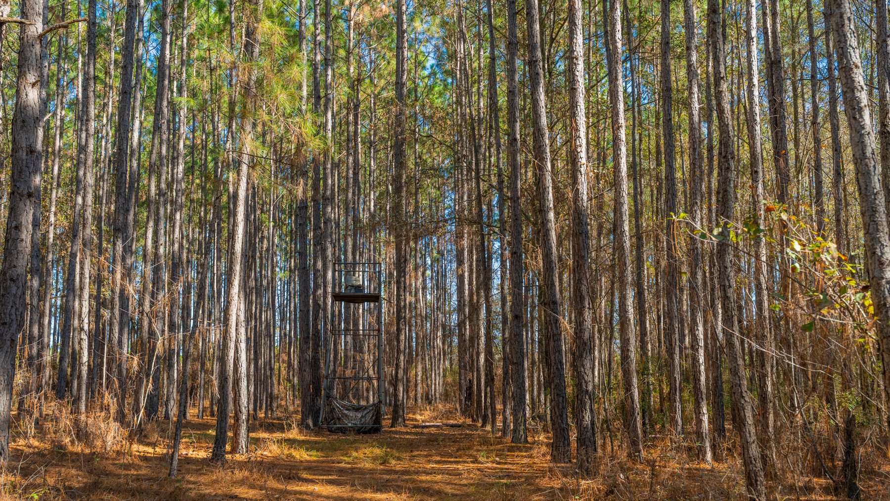 Image for 294+/- Acres – Hester Farm - Exceptional Hunting Opportunity - Versatile Farmland, Timber, & Ponds Offered Divided & as a Whole