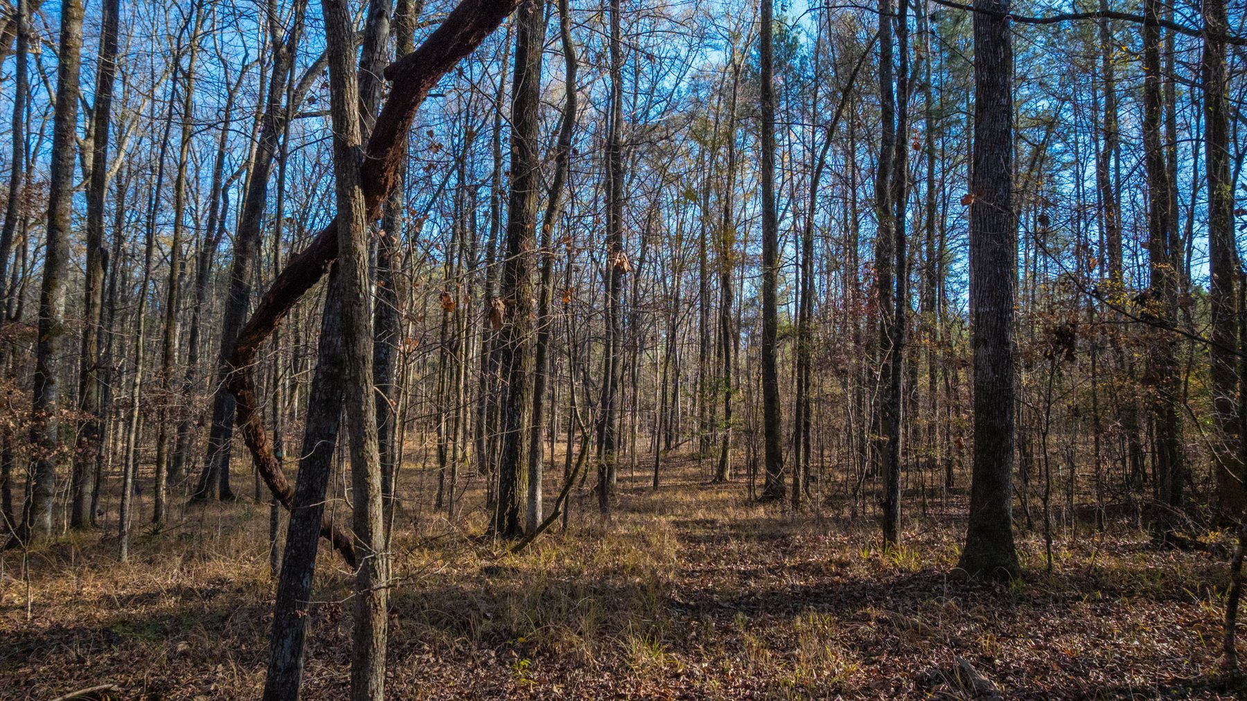 Image for Margaret Kenworthy Estate - 199+/- Total Acres - 1,760 SF Southern Charm Home - Planted Pine, Hardwoods & Pond - Echeconnee Creek Frontage