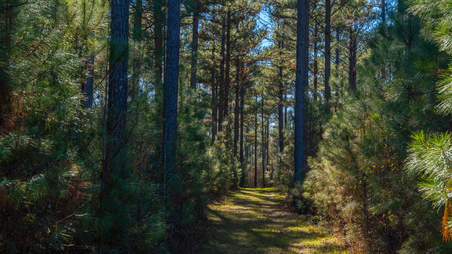 Image for Margaret Kenworthy Estate - 199+/- Total Acres - 1,760 SF Southern Charm Home - Planted Pine, Hardwoods & Pond - Echeconnee Creek Frontage