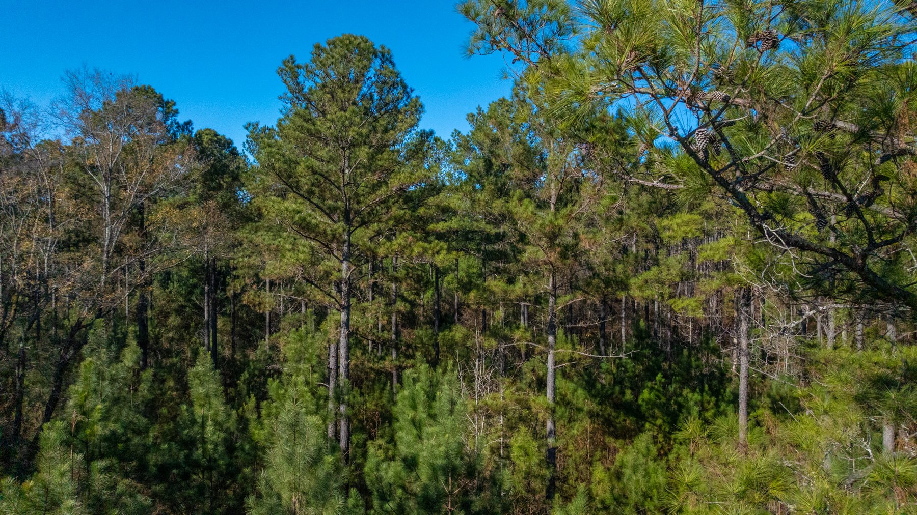 Image for Margaret Kenworthy Estate - 199+/- Total Acres - 1,760 SF Southern Charm Home - Planted Pine, Hardwoods & Pond - Echeconnee Creek Frontage
