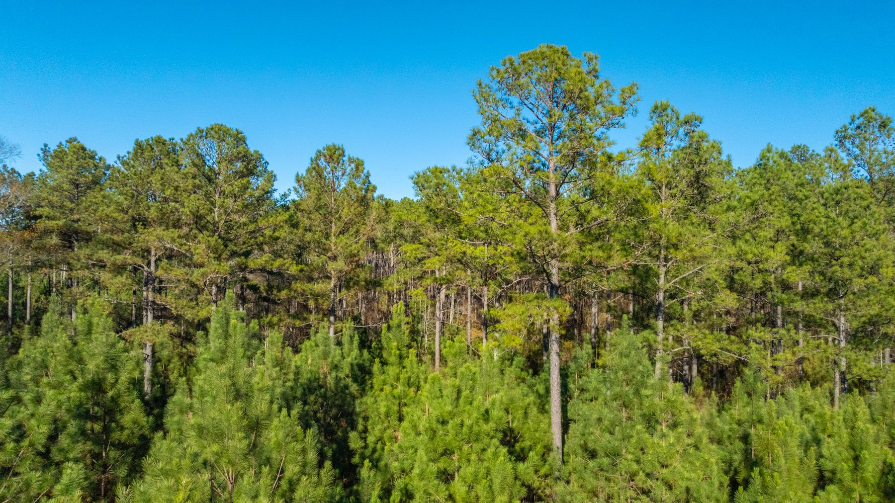 Image for Margaret Kenworthy Estate - 199+/- Total Acres - 1,760 SF Southern Charm Home - Planted Pine, Hardwoods & Pond - Echeconnee Creek Frontage