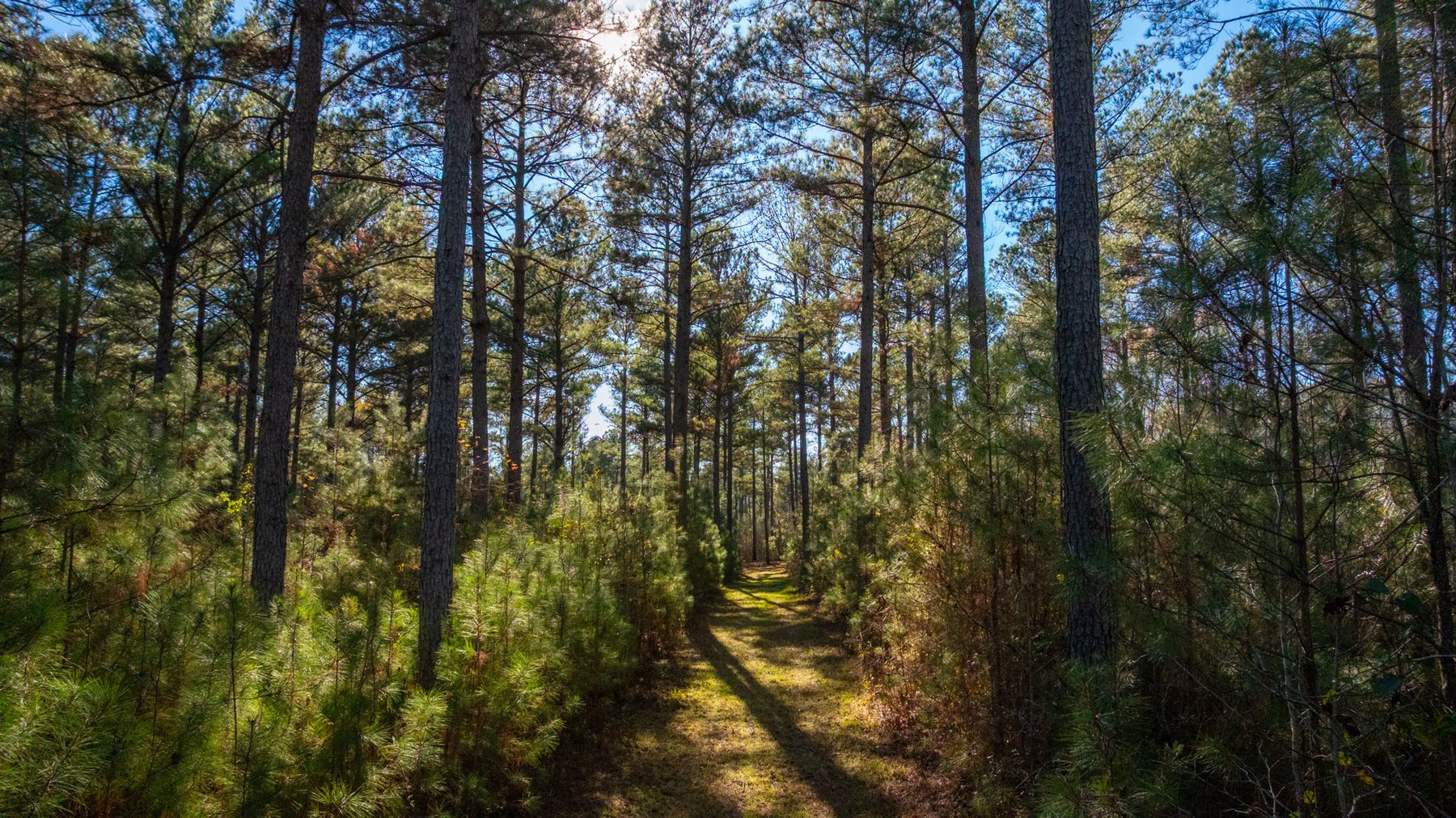 Image for Margaret Kenworthy Estate - 199+/- Total Acres - 1,760 SF Southern Charm Home - Planted Pine, Hardwoods & Pond - Echeconnee Creek Frontage