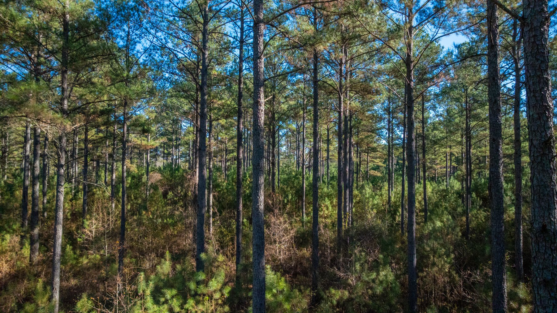 Image for Margaret Kenworthy Estate - 199+/- Total Acres - 1,760 SF Southern Charm Home - Planted Pine, Hardwoods & Pond - Echeconnee Creek Frontage