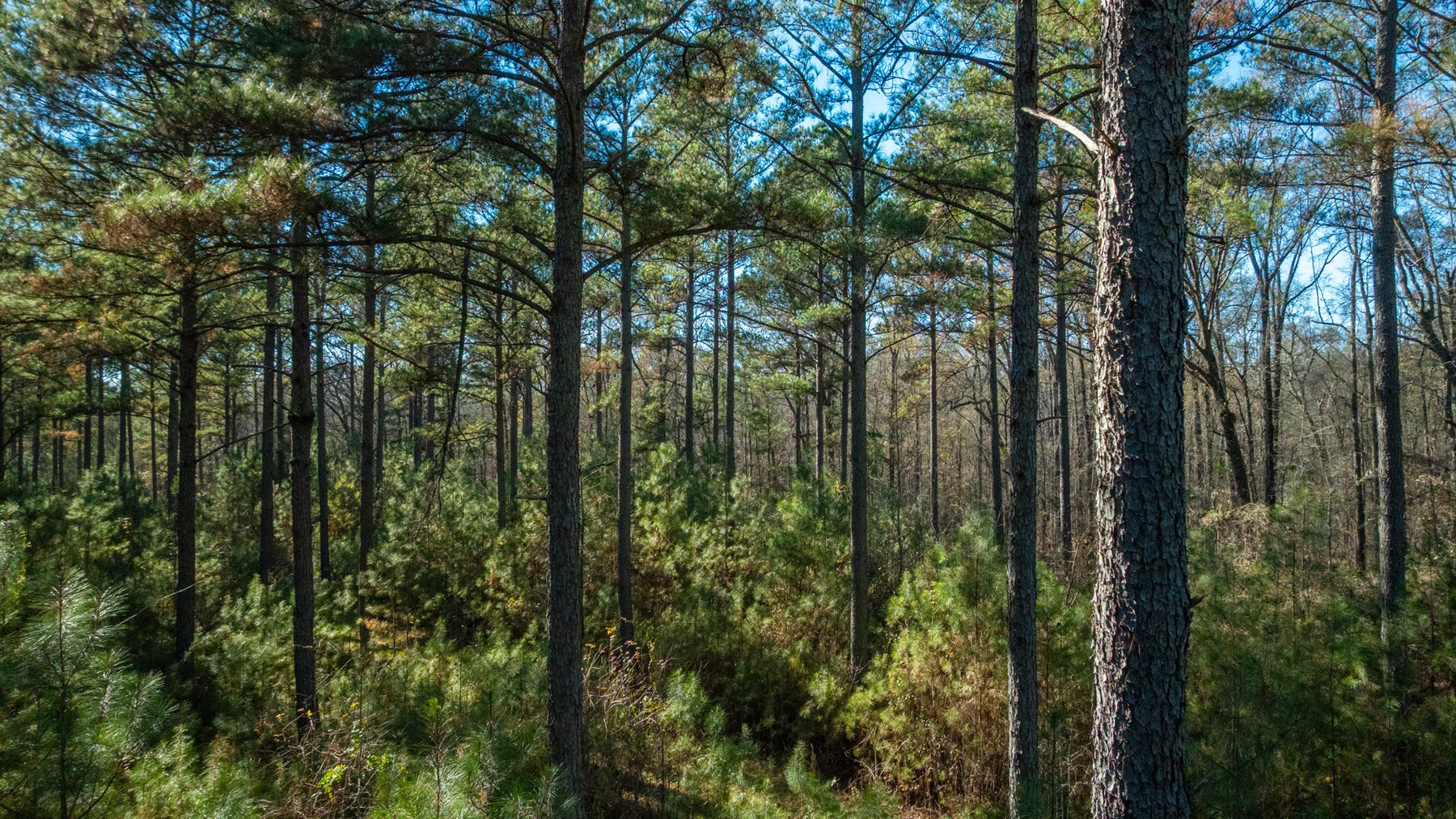 Image for Margaret Kenworthy Estate - 199+/- Total Acres - 1,760 SF Southern Charm Home - Planted Pine, Hardwoods & Pond - Echeconnee Creek Frontage