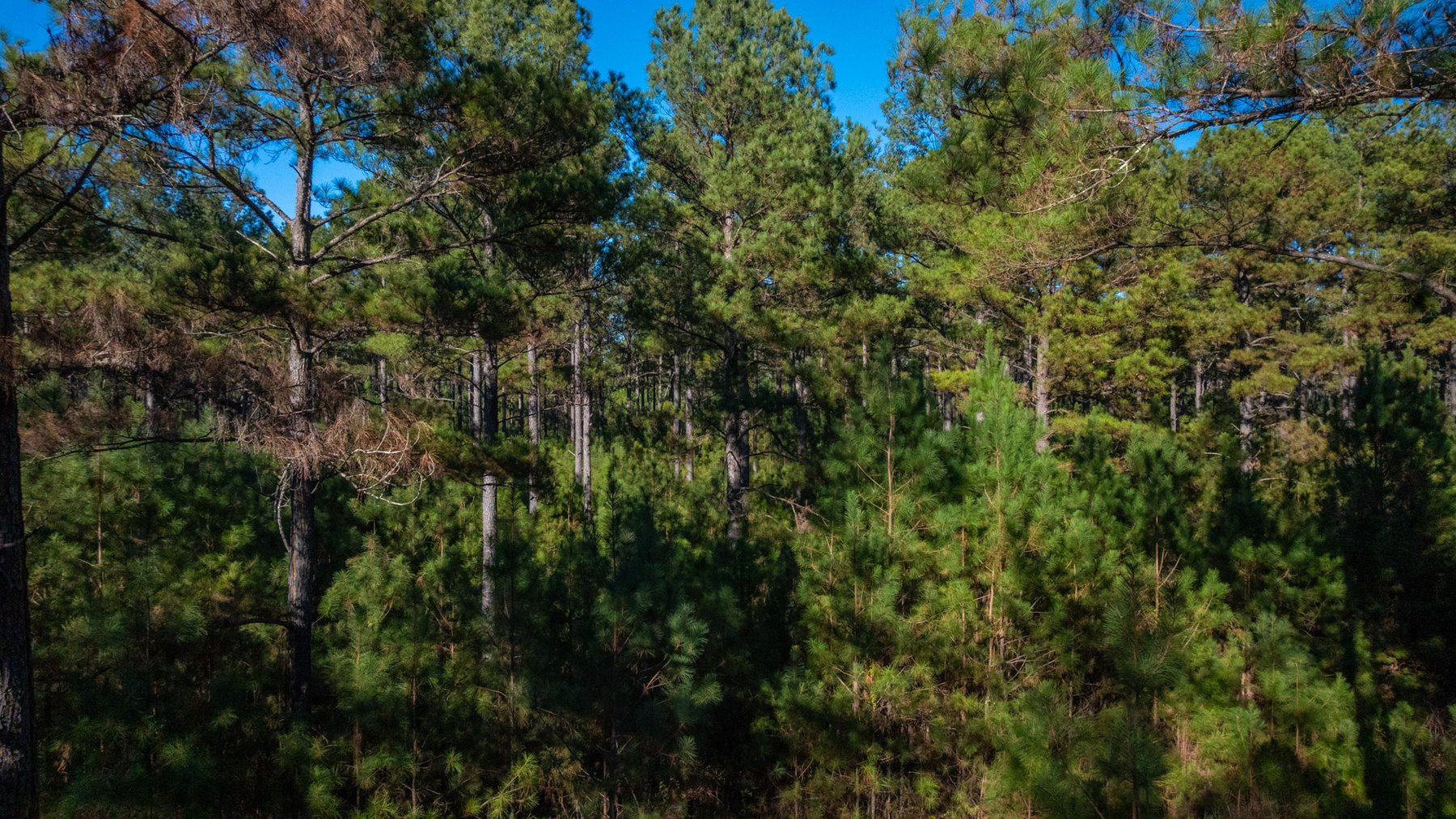 Image for Margaret Kenworthy Estate - 199+/- Total Acres - 1,760 SF Southern Charm Home - Planted Pine, Hardwoods & Pond - Echeconnee Creek Frontage