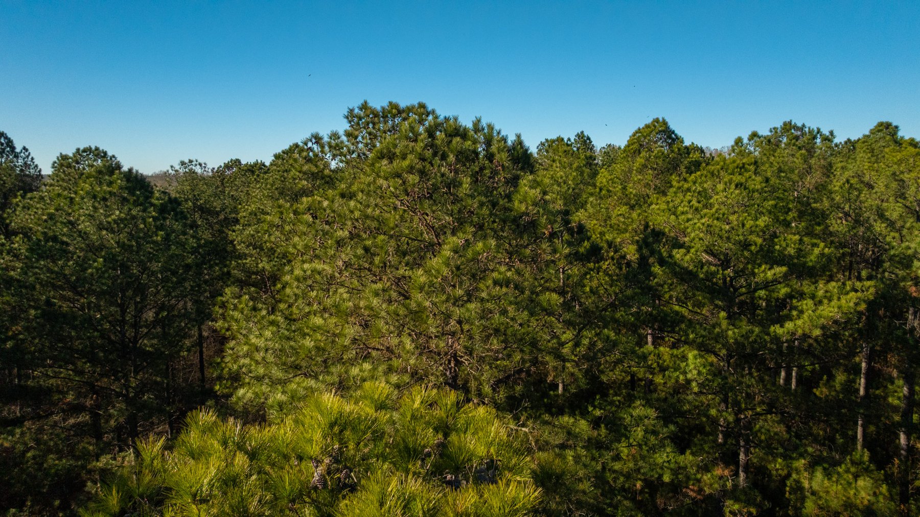 Image for Margaret Kenworthy Estate - 199+/- Total Acres - 1,760 SF Southern Charm Home - Planted Pine, Hardwoods & Pond - Echeconnee Creek Frontage