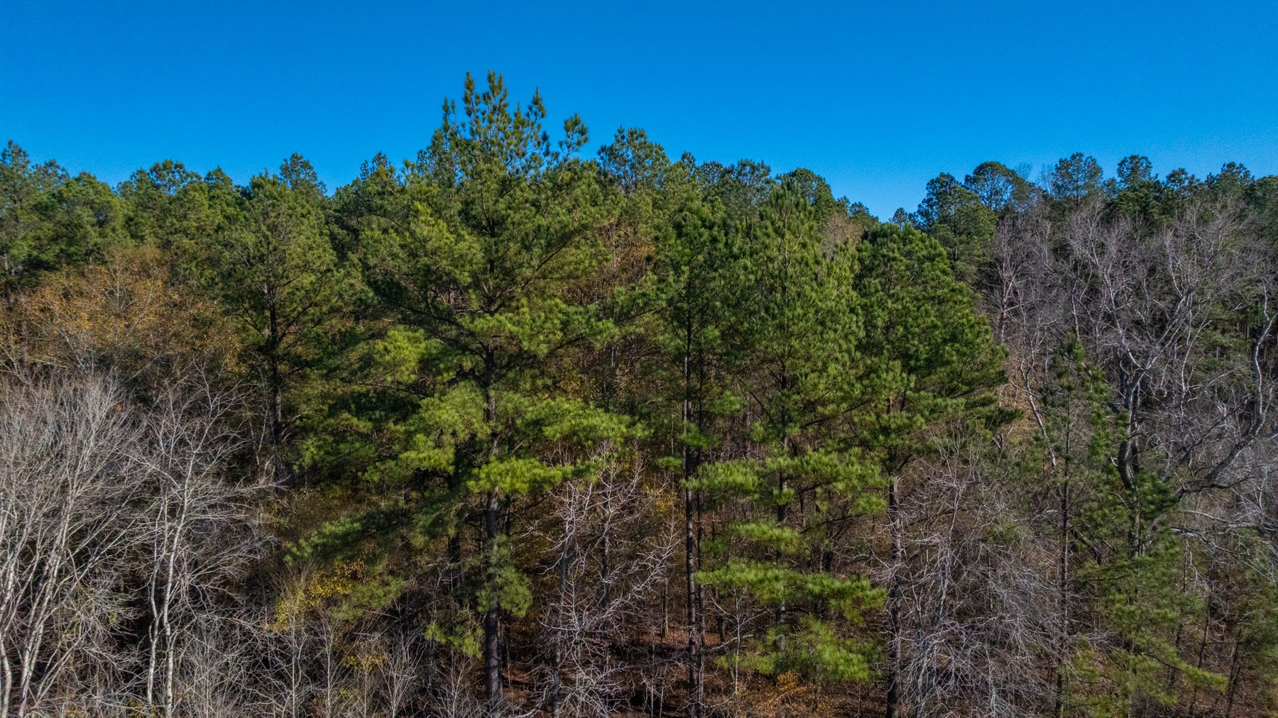 Image for Margaret Kenworthy Estate - 199+/- Total Acres - 1,760 SF Southern Charm Home - Planted Pine, Hardwoods & Pond - Echeconnee Creek Frontage