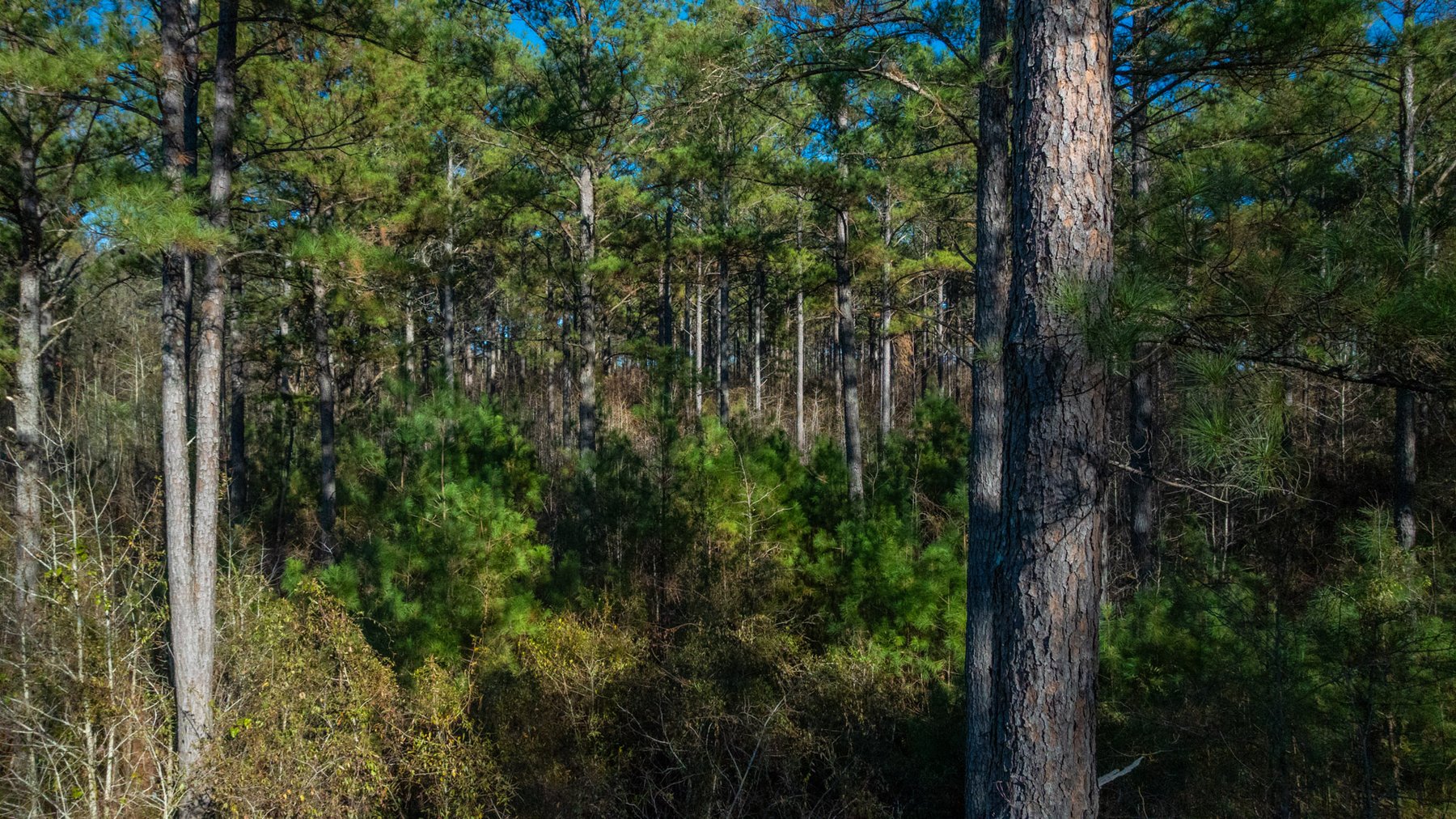 Image for Margaret Kenworthy Estate - 199+/- Total Acres - 1,760 SF Southern Charm Home - Planted Pine, Hardwoods & Pond - Echeconnee Creek Frontage