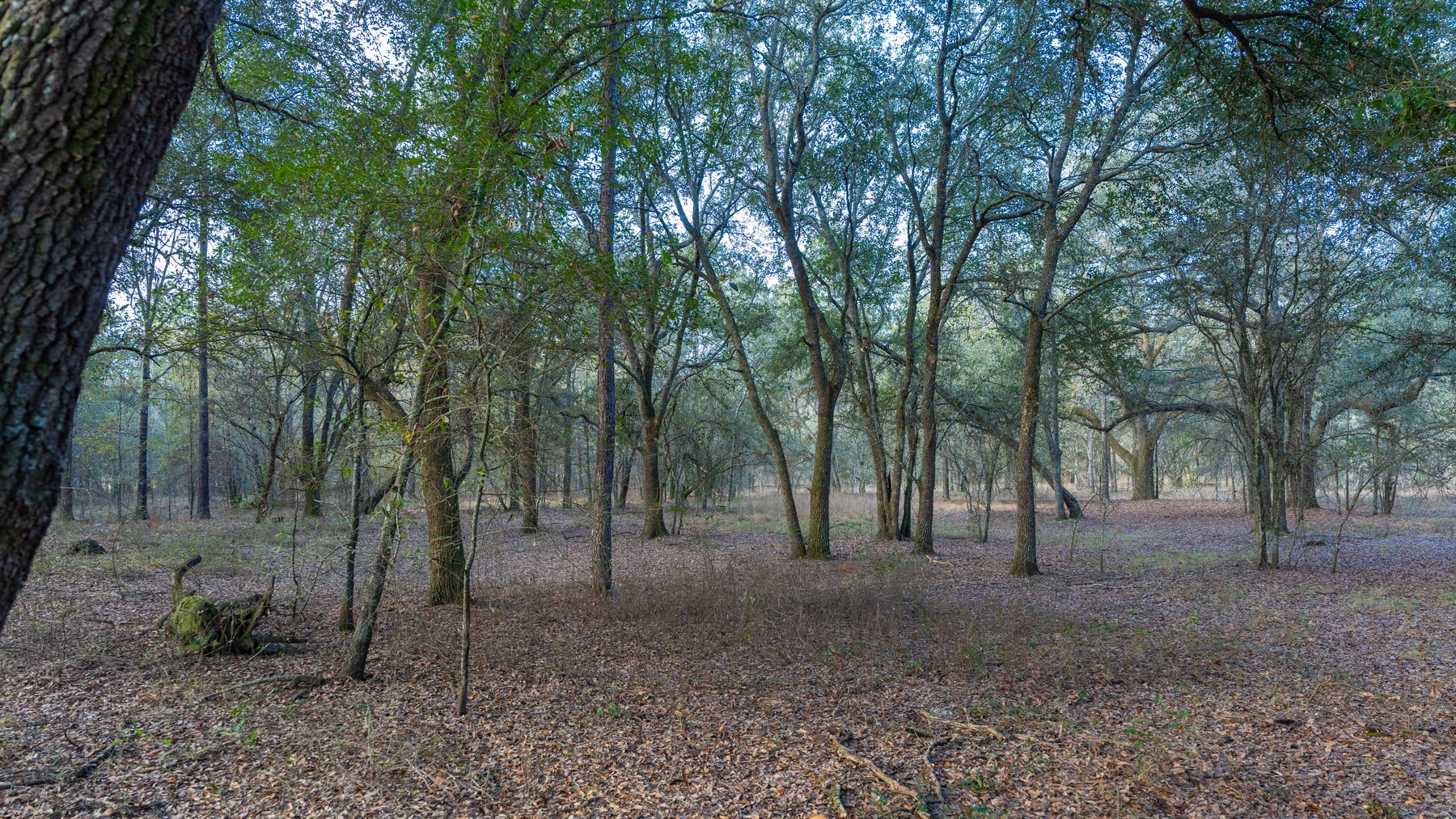 Image for The Cochran Farm - 328+/- Total Acres - Irrigated Row Crop Farm - Beautiful Pine & Hardwoods