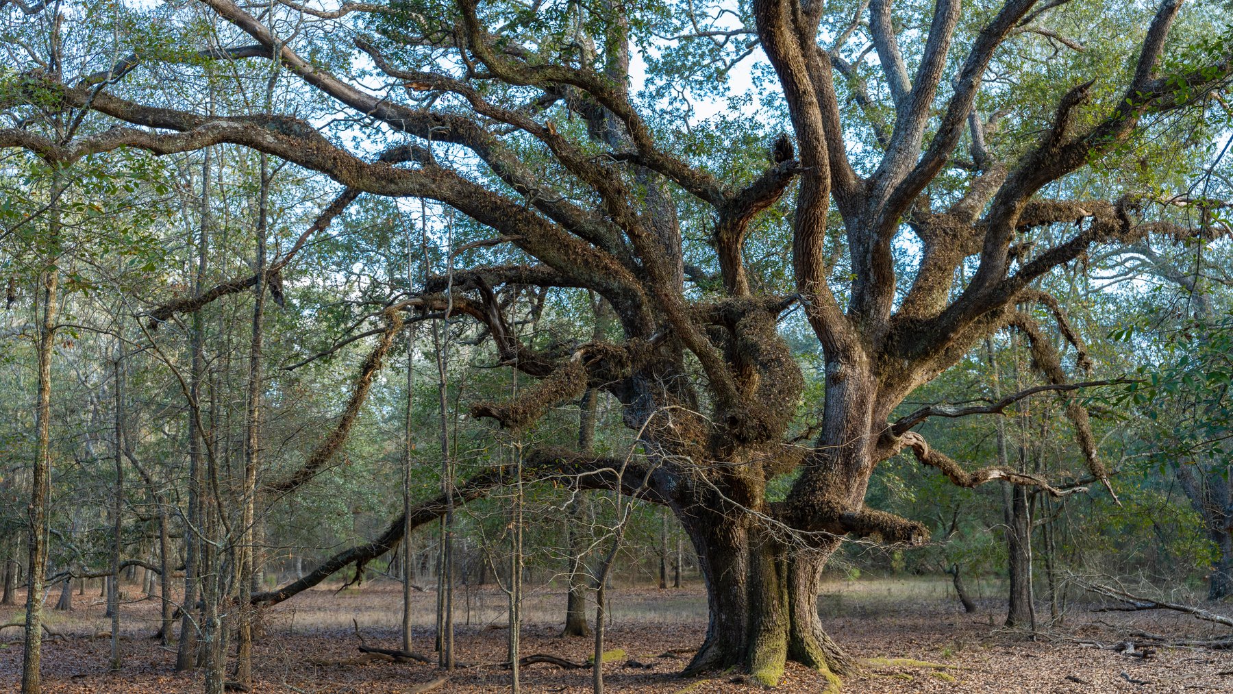 Image for The Cochran Farm - 328+/- Total Acres - Irrigated Row Crop Farm - Beautiful Pine & Hardwoods