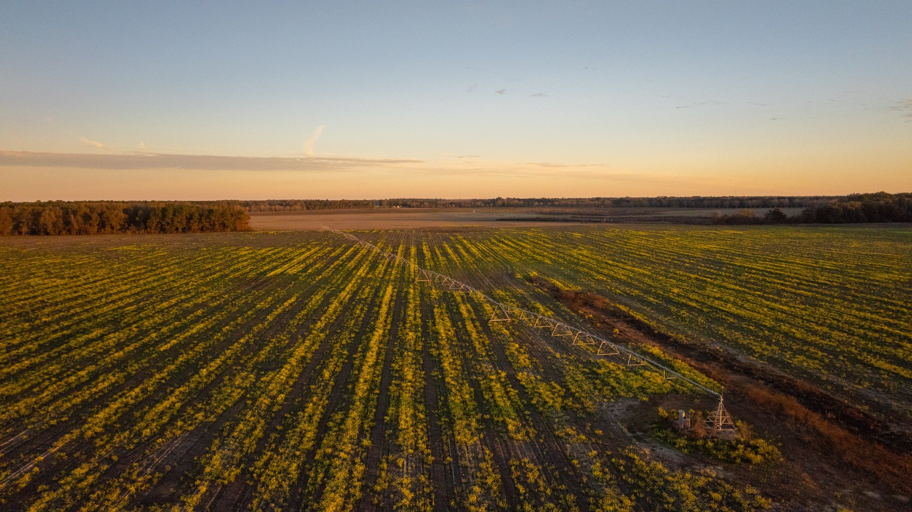 Image for The Cochran Farm - 328+/- Total Acres - Irrigated Row Crop Farm - Beautiful Pine & Hardwoods