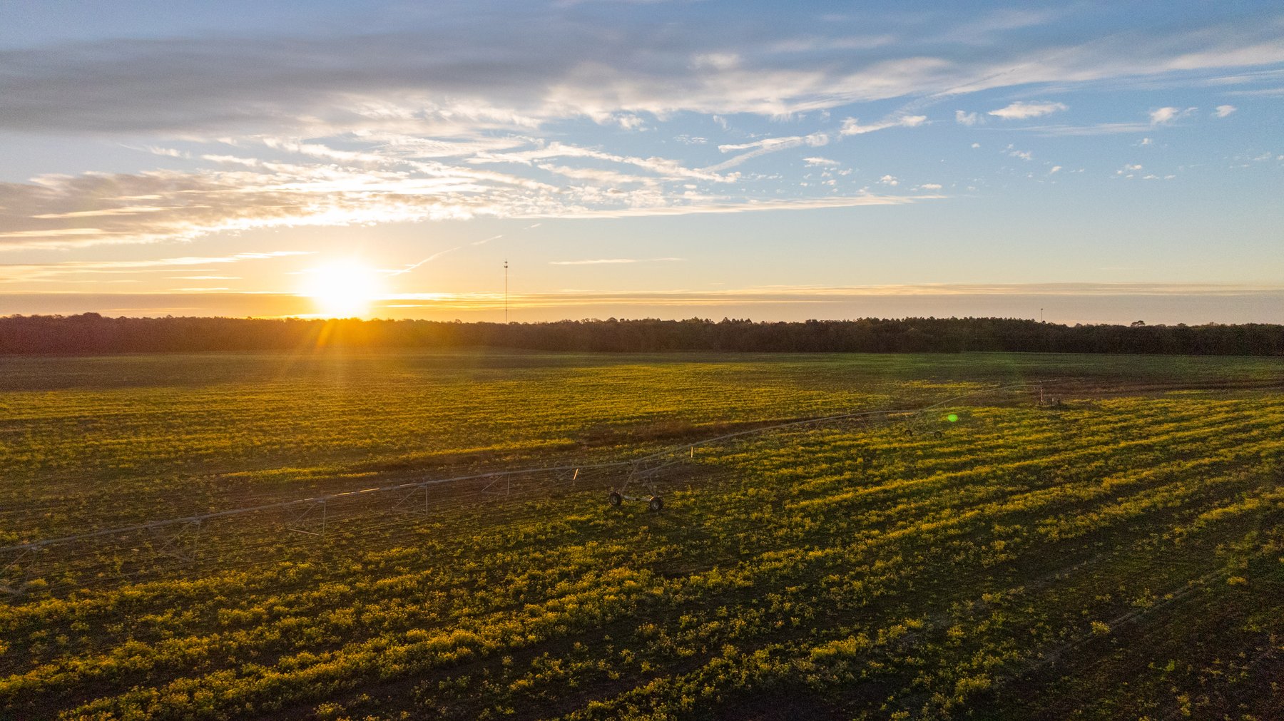 Image for The Cochran Farm - 328+/- Total Acres - Irrigated Row Crop Farm - Beautiful Pine & Hardwoods