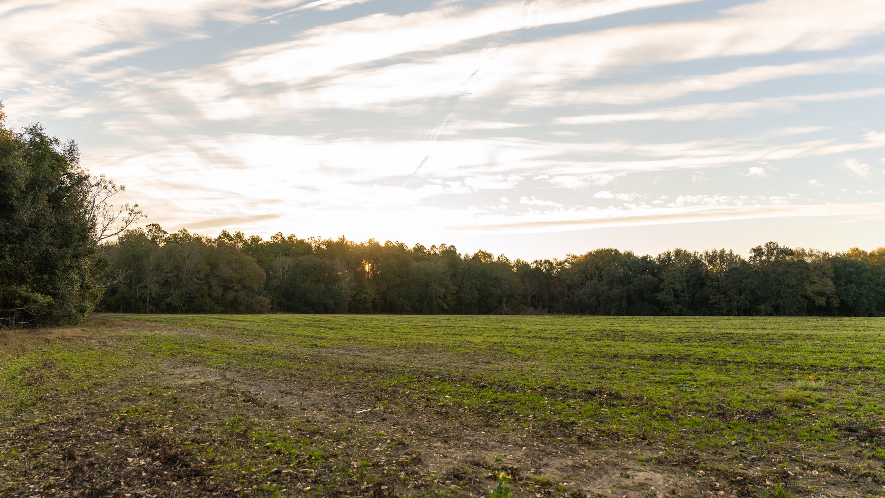 Image for The Cochran Farm - 328+/- Total Acres - Irrigated Row Crop Farm - Beautiful Pine & Hardwoods