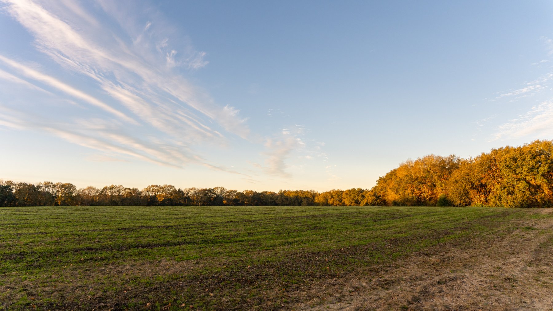 Image for The Cochran Farm - 328+/- Total Acres - Irrigated Row Crop Farm - Beautiful Pine & Hardwoods
