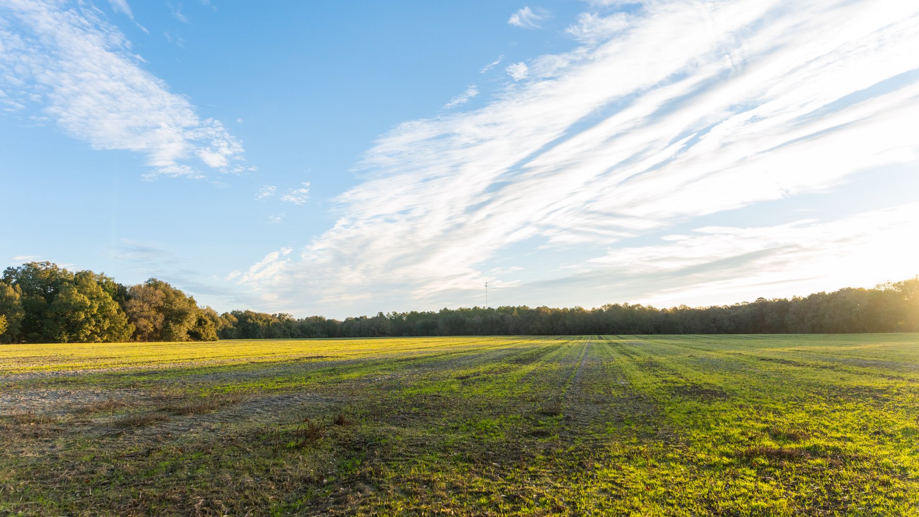 Image for The Cochran Farm - 328+/- Total Acres - Irrigated Row Crop Farm - Beautiful Pine & Hardwoods