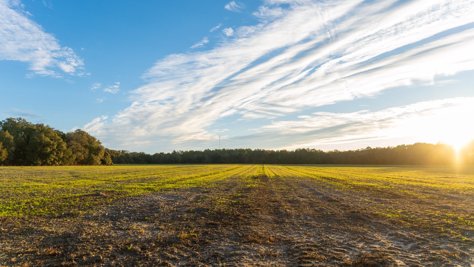 Image for The Cochran Farm - 328+/- Total Acres - Irrigated Row Crop Farm - Beautiful Pine & Hardwoods