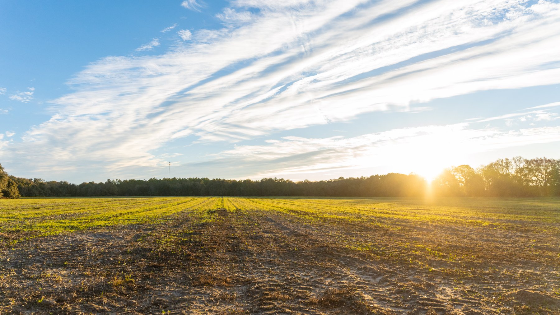 Image for The Cochran Farm - 328+/- Total Acres - Irrigated Row Crop Farm - Beautiful Pine & Hardwoods