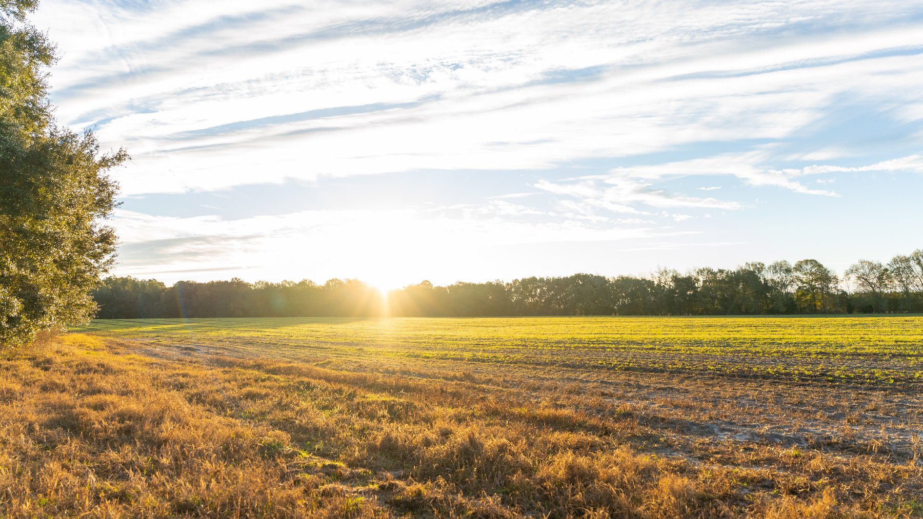 Image for The Cochran Farm - 328+/- Total Acres - Irrigated Row Crop Farm - Beautiful Pine & Hardwoods