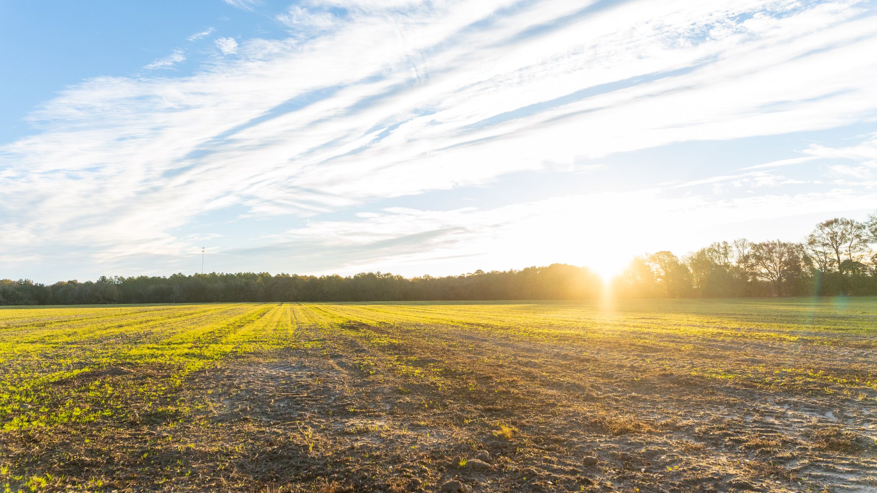 Image for The Cochran Farm - 328+/- Total Acres - Irrigated Row Crop Farm - Beautiful Pine & Hardwoods