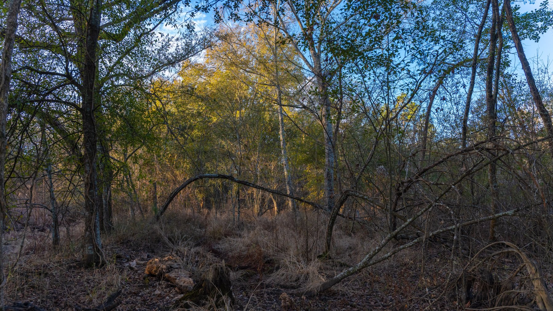 Image for The Cochran Farm - 328+/- Total Acres - Irrigated Row Crop Farm - Beautiful Pine & Hardwoods