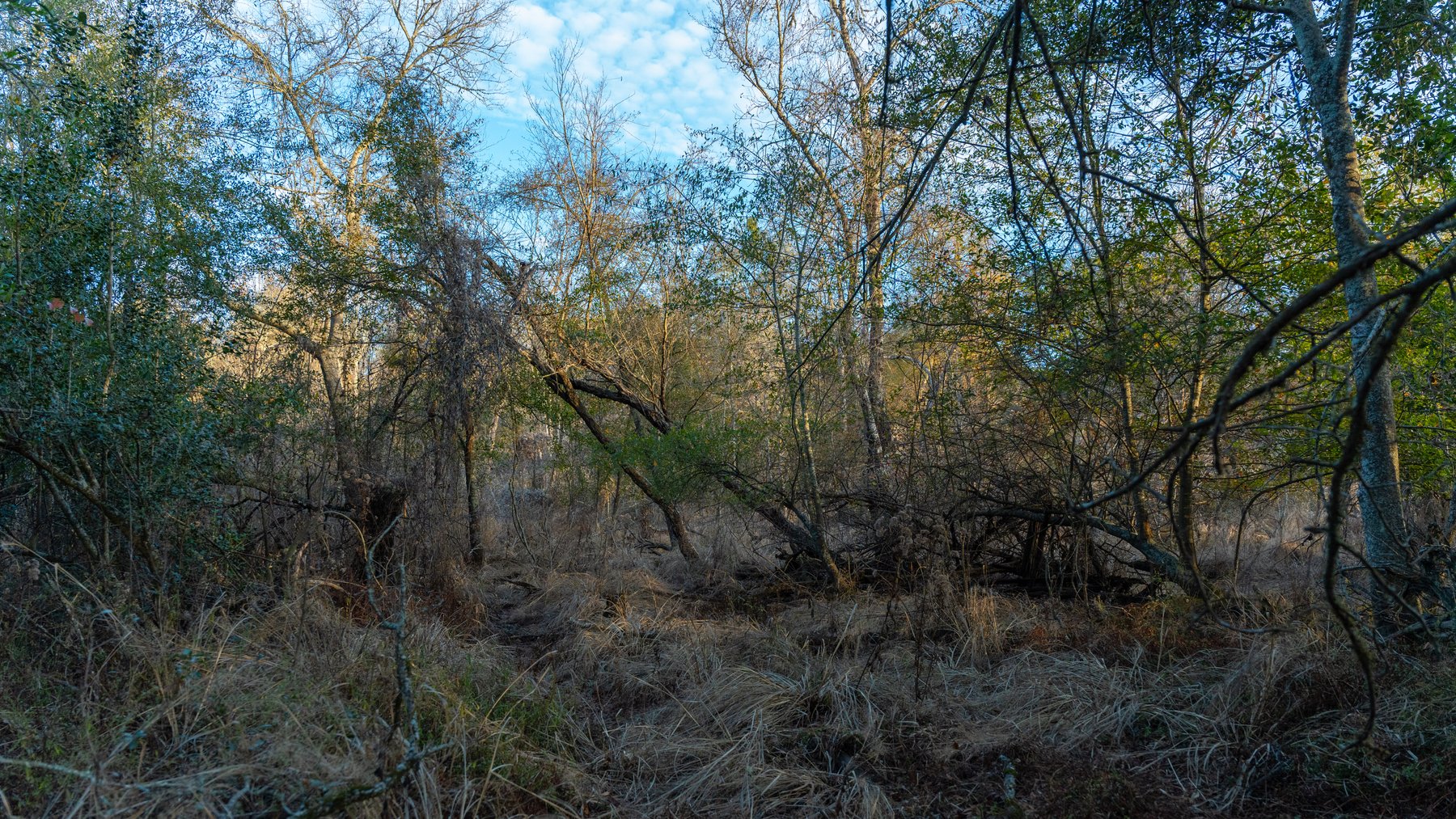 Image for The Cochran Farm - 328+/- Total Acres - Irrigated Row Crop Farm - Beautiful Pine & Hardwoods
