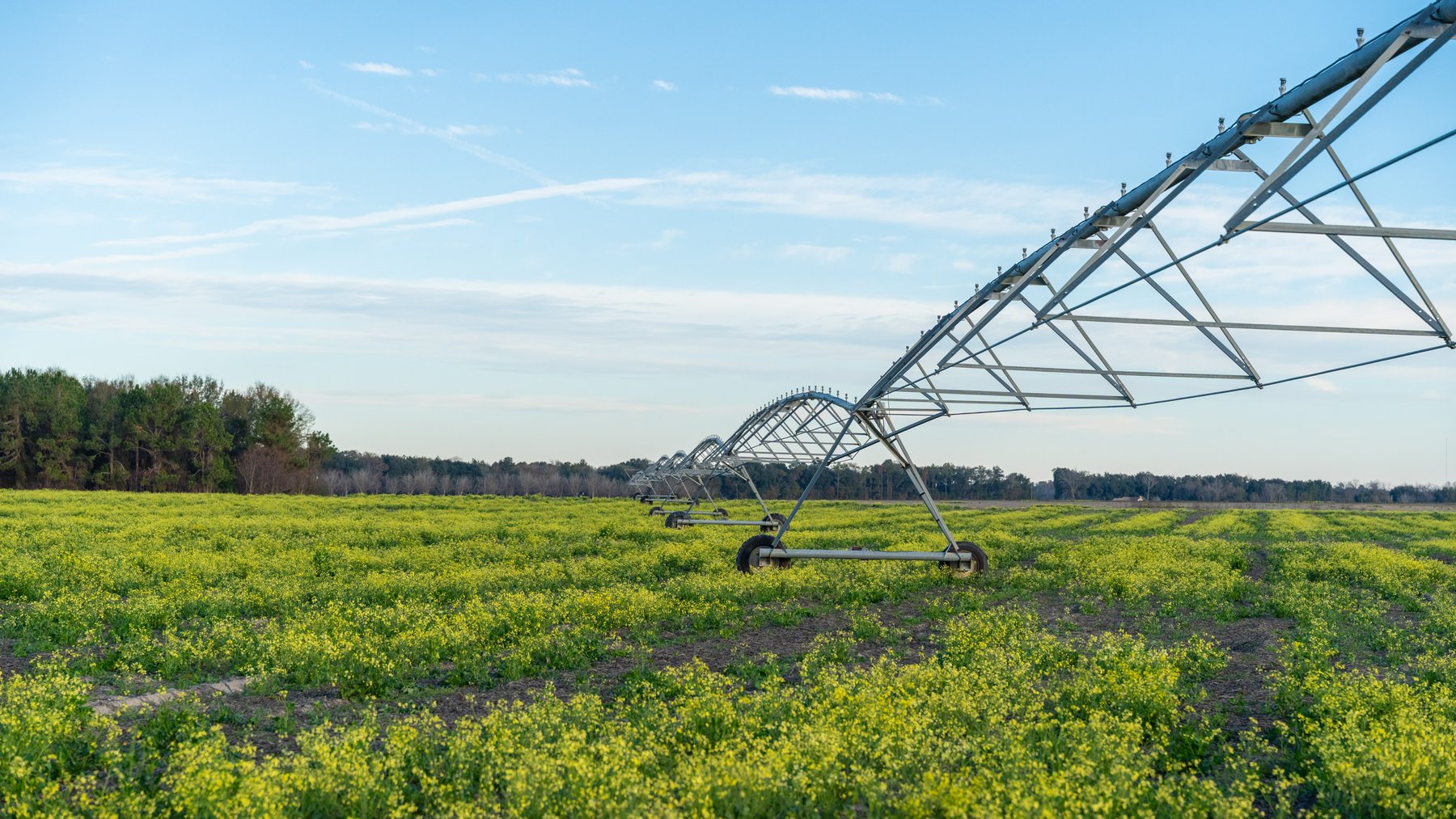 Image for The Cochran Farm - 328+/- Total Acres - Irrigated Row Crop Farm - Beautiful Pine & Hardwoods