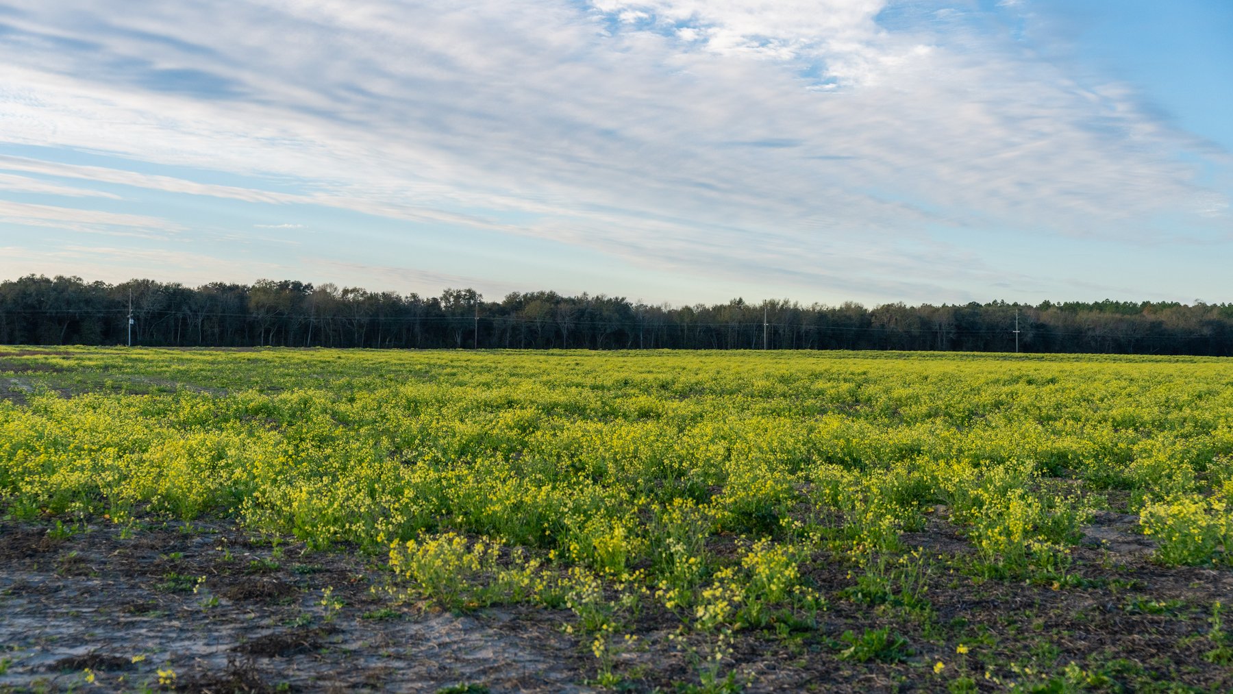 Image for The Cochran Farm - 328+/- Total Acres - Irrigated Row Crop Farm - Beautiful Pine & Hardwoods