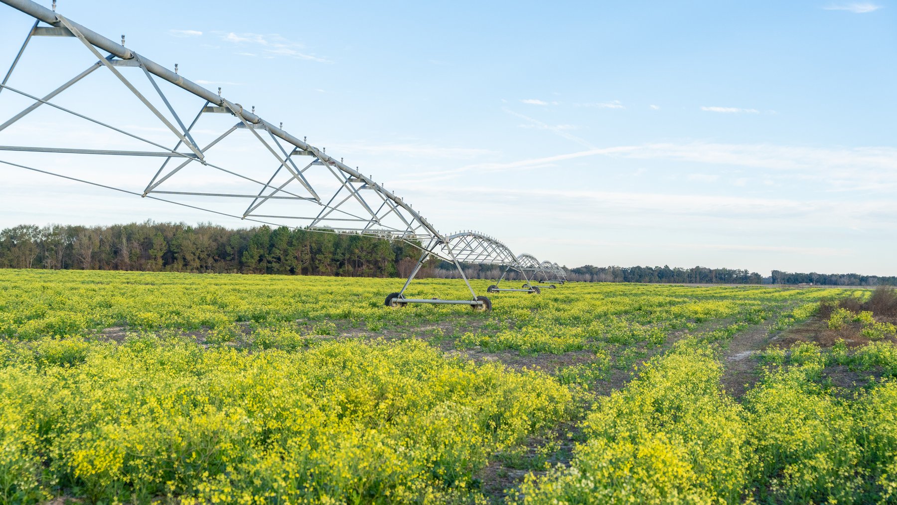 Image for The Cochran Farm - 328+/- Total Acres - Irrigated Row Crop Farm - Beautiful Pine & Hardwoods