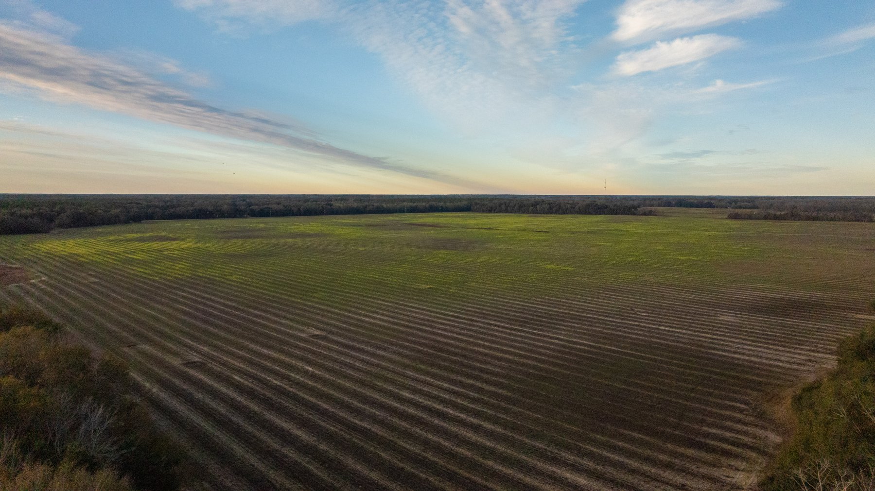 Image for The Cochran Farm - 328+/- Total Acres - Irrigated Row Crop Farm - Beautiful Pine & Hardwoods
