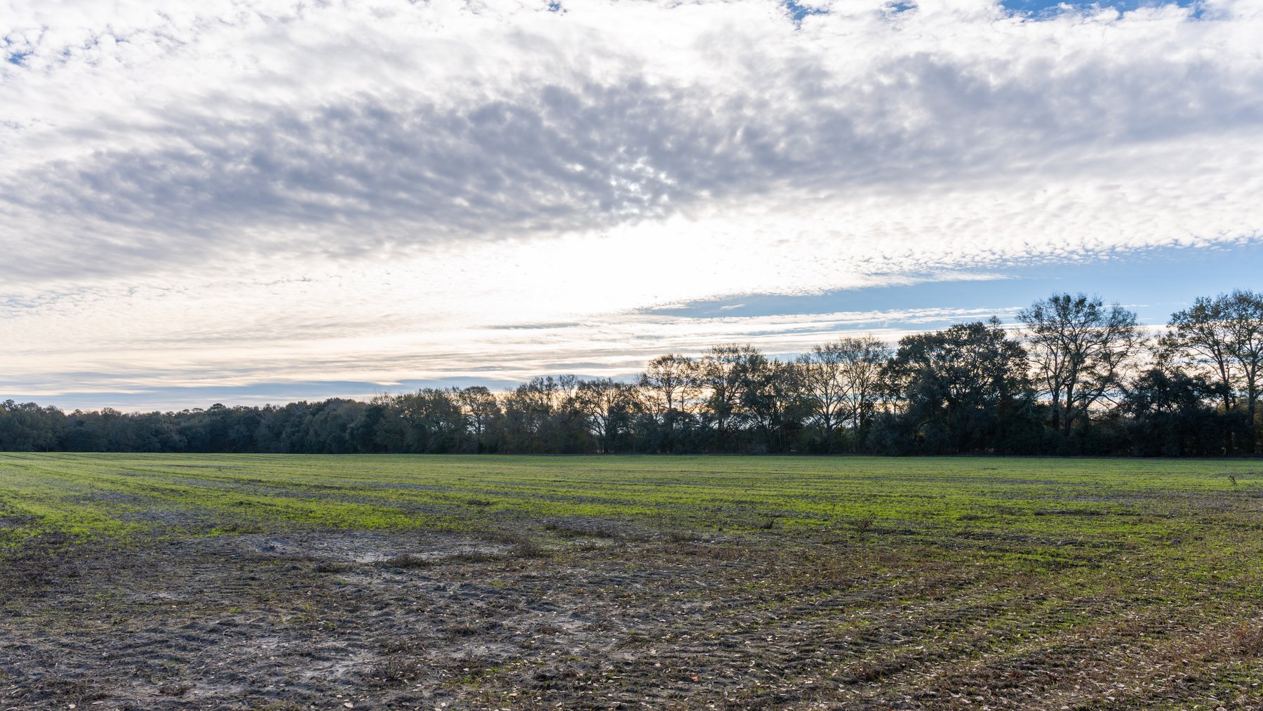 Image for The Cochran Farm - 328+/- Total Acres - Irrigated Row Crop Farm - Beautiful Pine & Hardwoods