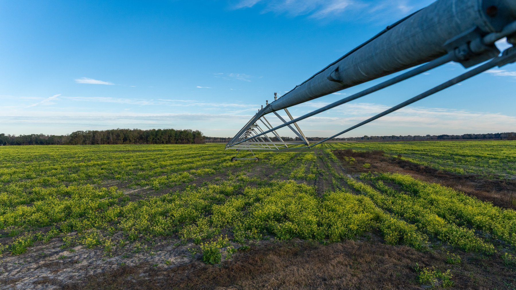 Image for The Cochran Farm - 328+/- Total Acres - Irrigated Row Crop Farm - Beautiful Pine & Hardwoods