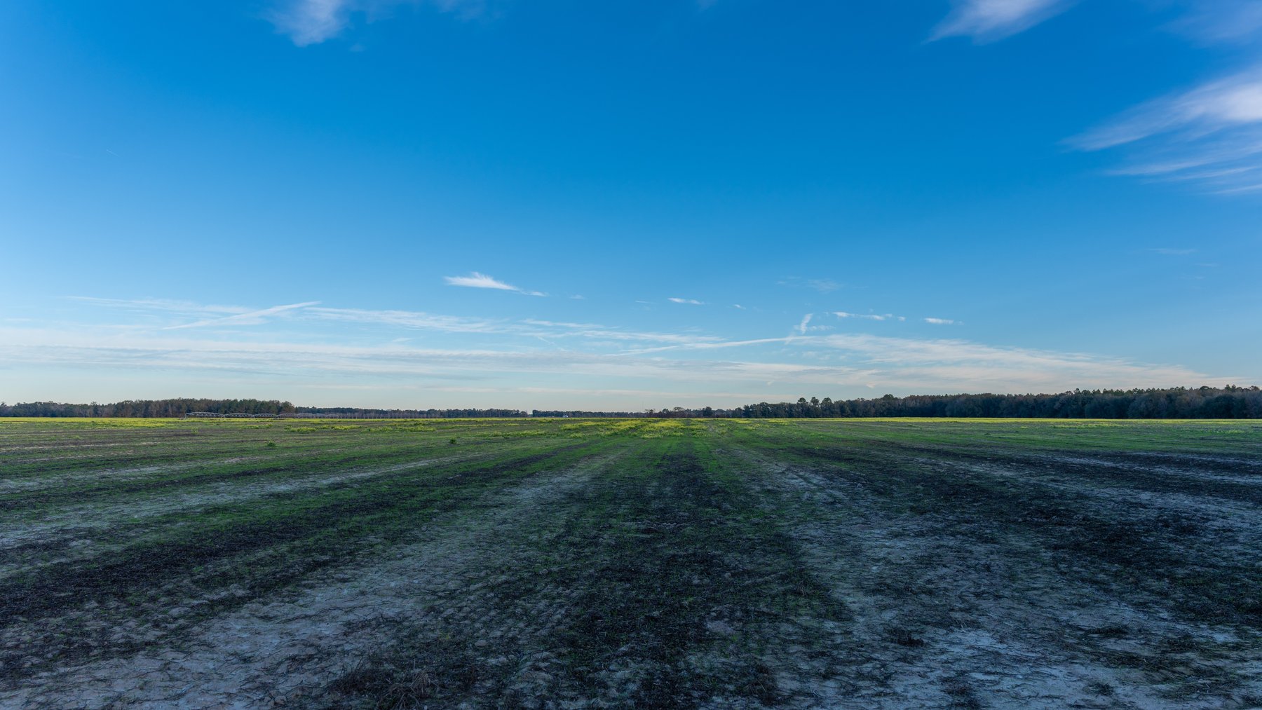 Image for The Cochran Farm - 328+/- Total Acres - Irrigated Row Crop Farm - Beautiful Pine & Hardwoods