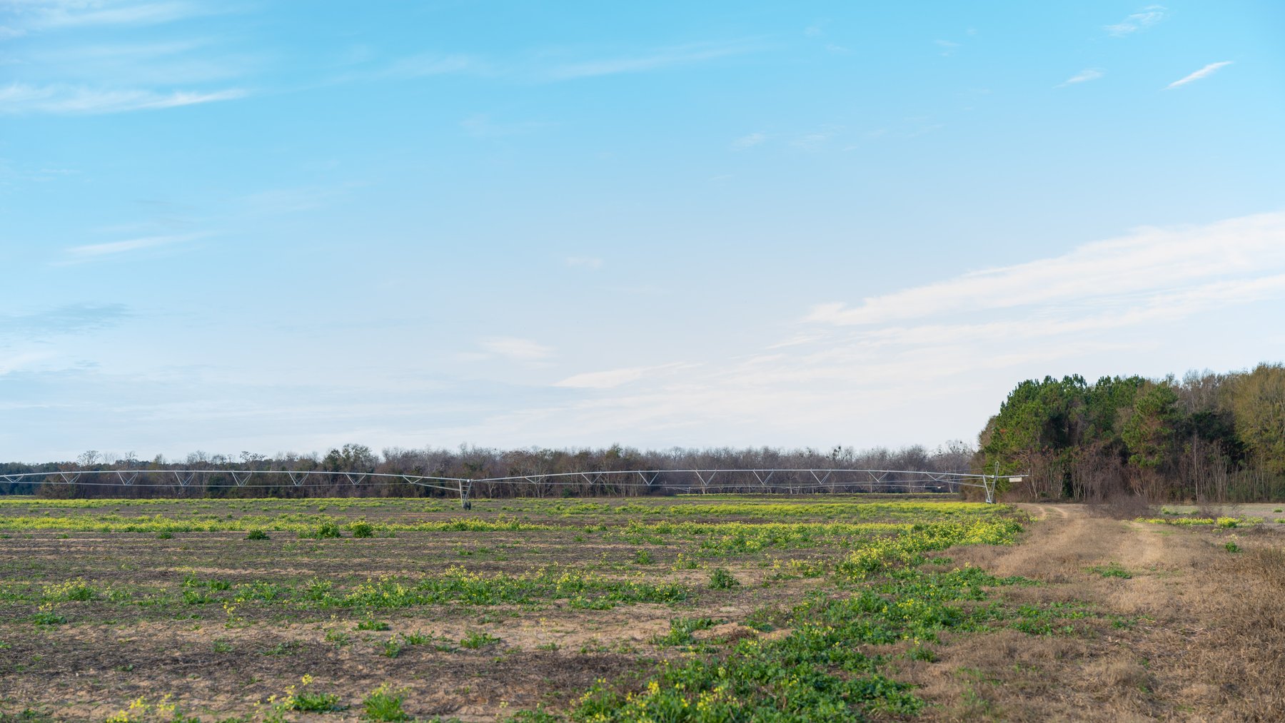 Image for The Cochran Farm - 328+/- Total Acres - Irrigated Row Crop Farm - Beautiful Pine & Hardwoods