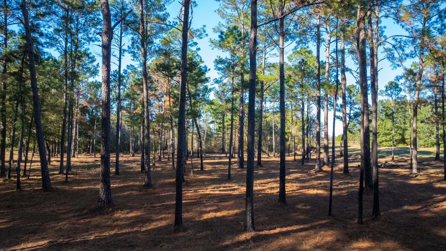 Image for 53± Acres - Land Auction - Beautiful Farmland, Timber & Ponds - Outdoor Paradise in Colquitt County, GA