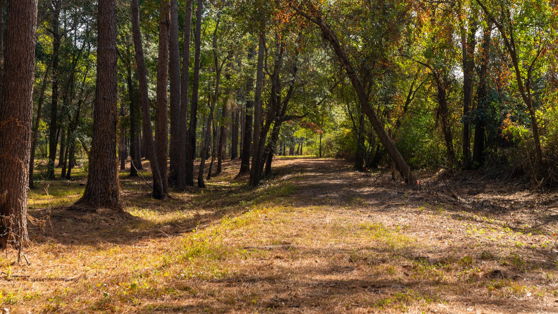 Image for 53± Acres - Land Auction - Beautiful Farmland, Timber & Ponds - Outdoor Paradise in Colquitt County, GA