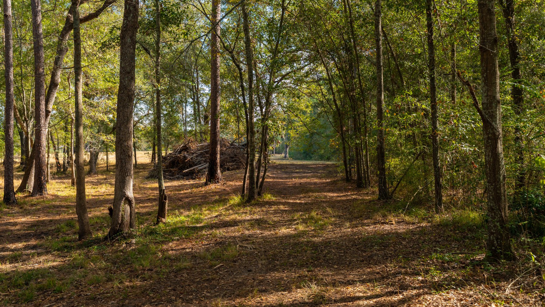 Image for 53± Acres - Land Auction - Beautiful Farmland, Timber & Ponds - Outdoor Paradise in Colquitt County, GA
