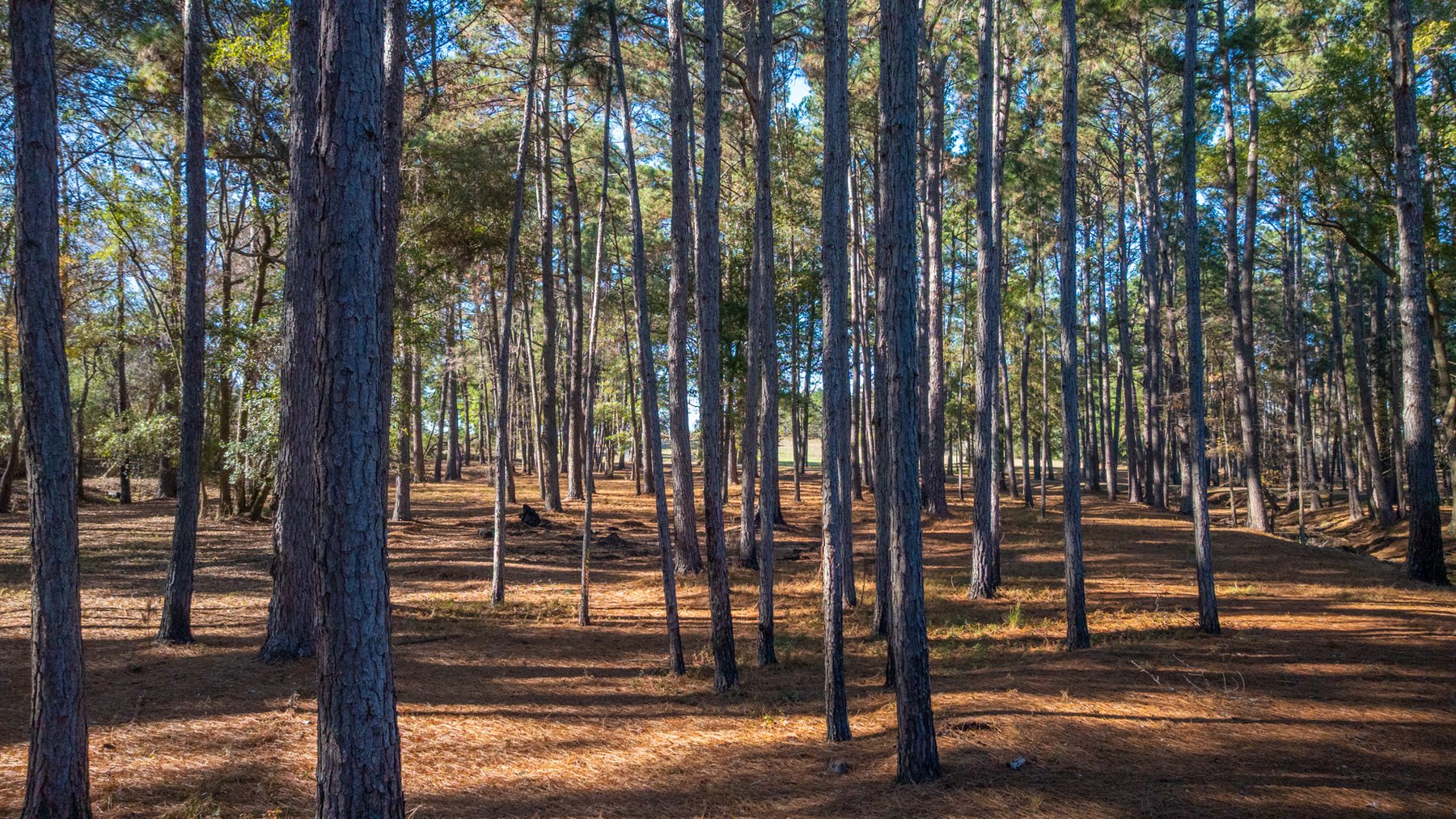 Image for 53± Acres - Land Auction - Beautiful Farmland, Timber & Ponds - Outdoor Paradise in Colquitt County, GA