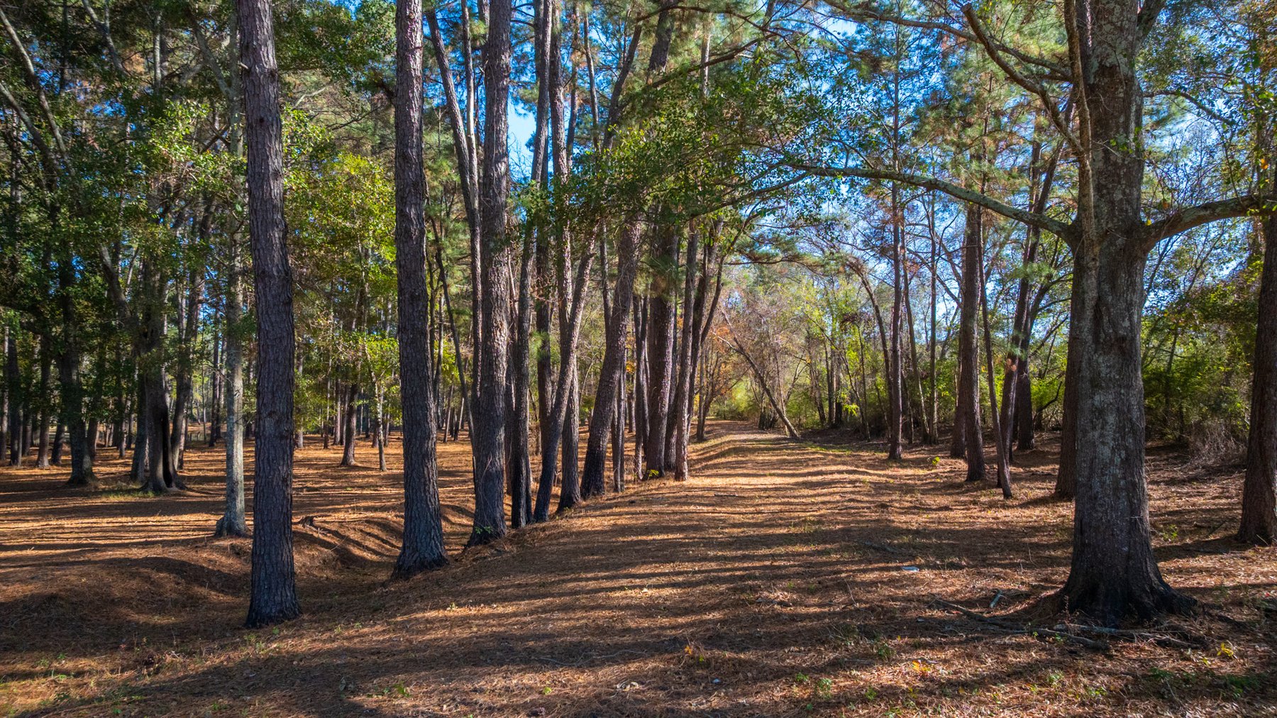 Image for 53± Acres - Land Auction - Beautiful Farmland, Timber & Ponds - Outdoor Paradise in Colquitt County, GA