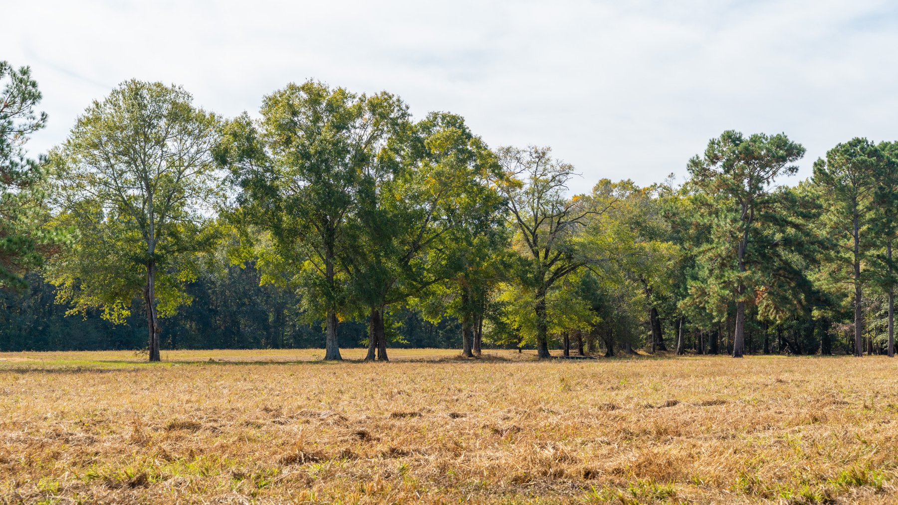 Image for 53± Acres - Land Auction - Beautiful Farmland, Timber & Ponds - Outdoor Paradise in Colquitt County, GA