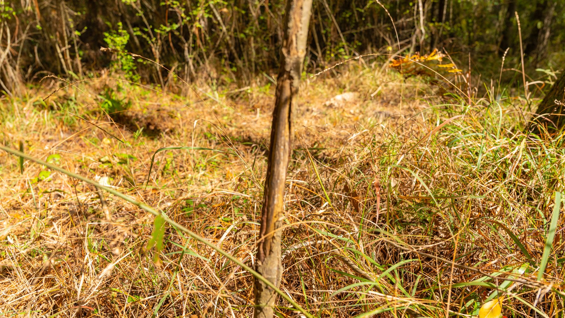 Image for 53± Acres - Land Auction - Beautiful Farmland, Timber & Ponds - Outdoor Paradise in Colquitt County, GA