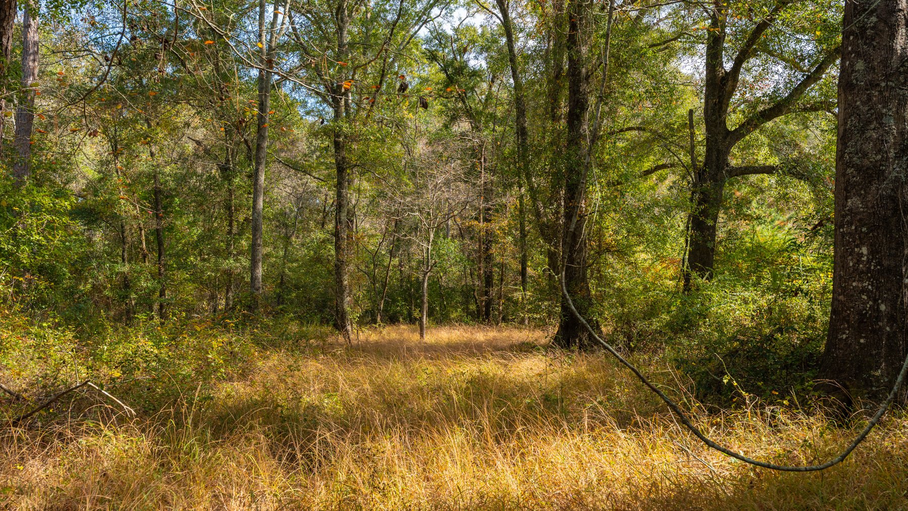 Image for 53± Acres - Land Auction - Beautiful Farmland, Timber & Ponds - Outdoor Paradise in Colquitt County, GA