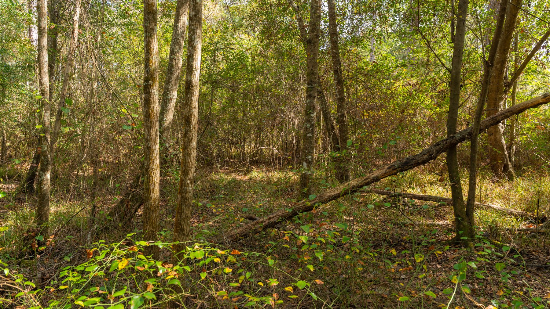 Image for 53± Acres - Land Auction - Beautiful Farmland, Timber & Ponds - Outdoor Paradise in Colquitt County, GA