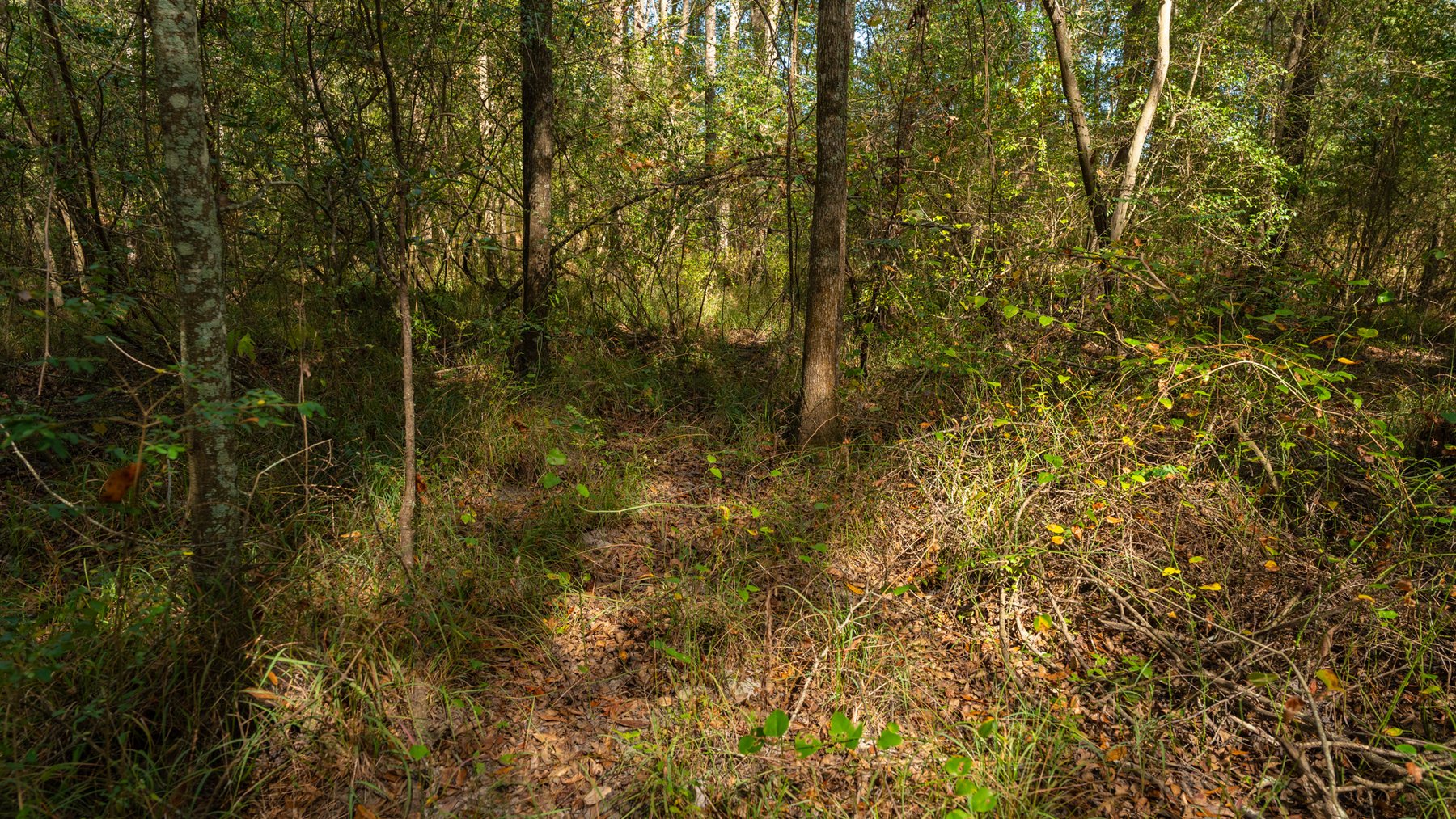 Image for 53± Acres - Land Auction - Beautiful Farmland, Timber & Ponds - Outdoor Paradise in Colquitt County, GA