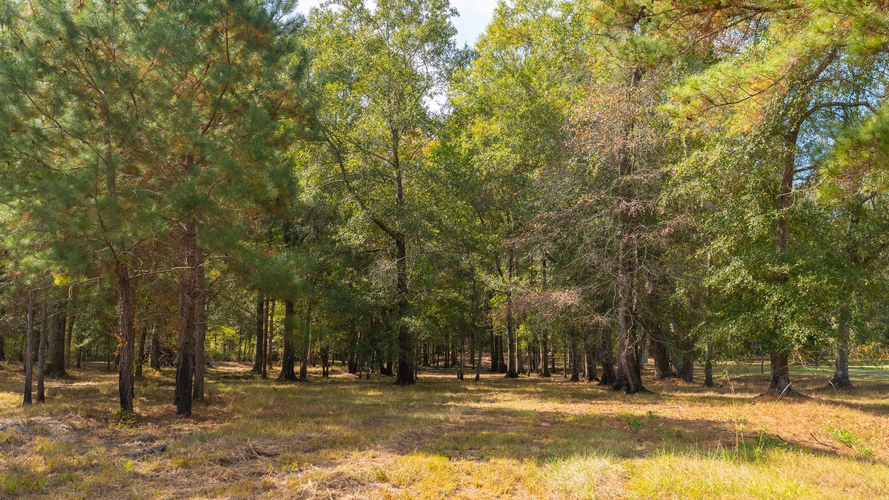 Image for 53± Acres - Land Auction - Beautiful Farmland, Timber & Ponds - Outdoor Paradise in Colquitt County, GA