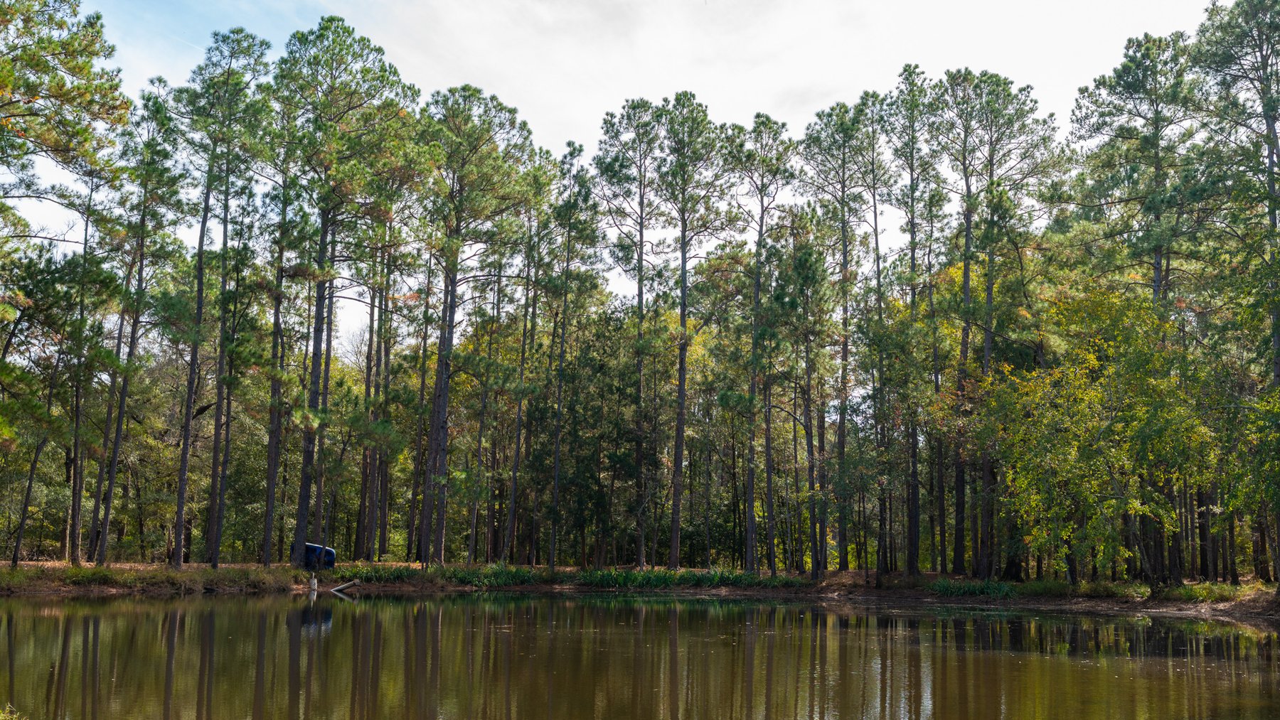 Image for 53± Acres - Land Auction - Beautiful Farmland, Timber & Ponds - Outdoor Paradise in Colquitt County, GA