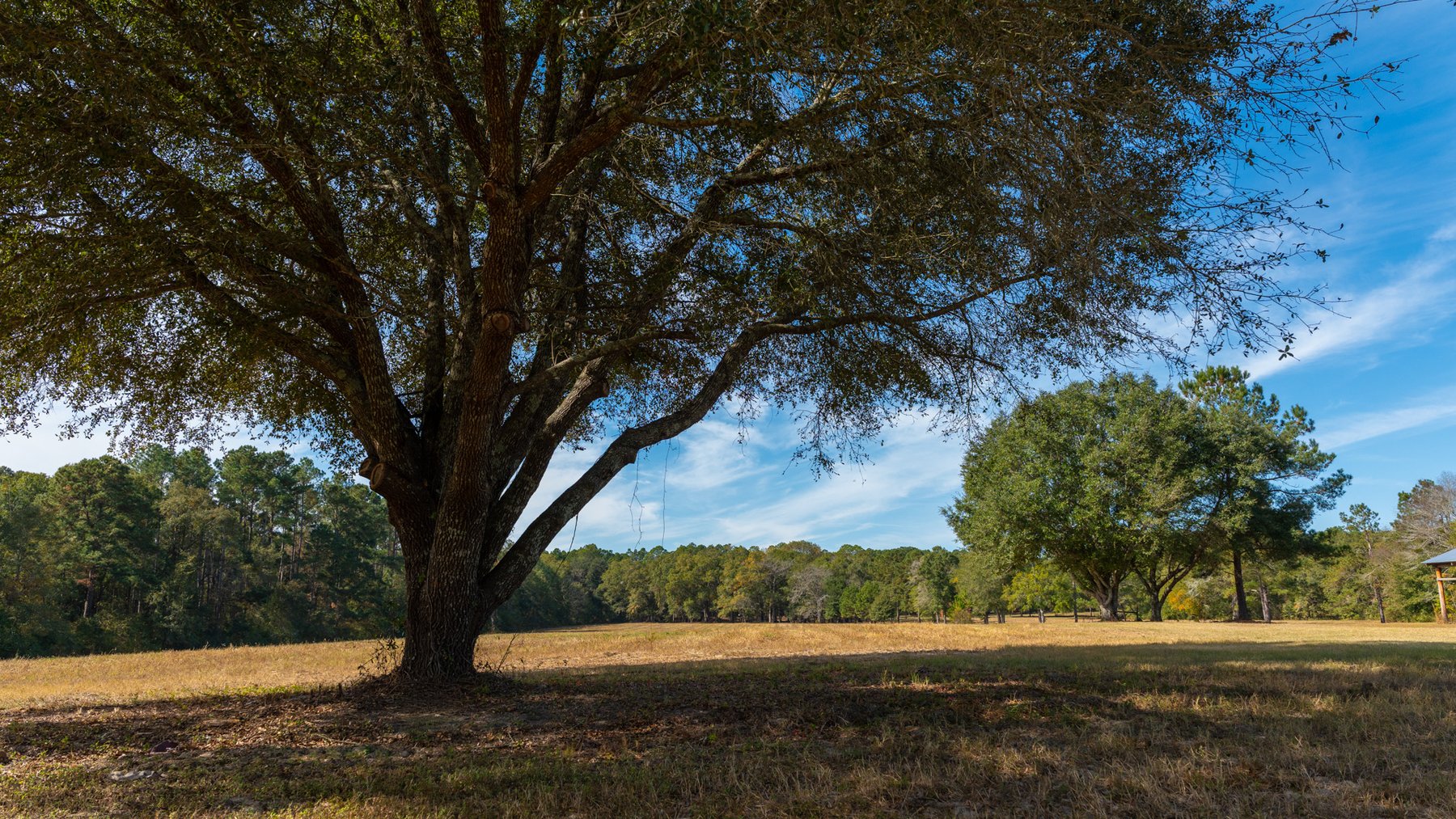 Image for 53± Acres - Land Auction - Beautiful Farmland, Timber & Ponds - Outdoor Paradise in Colquitt County, GA