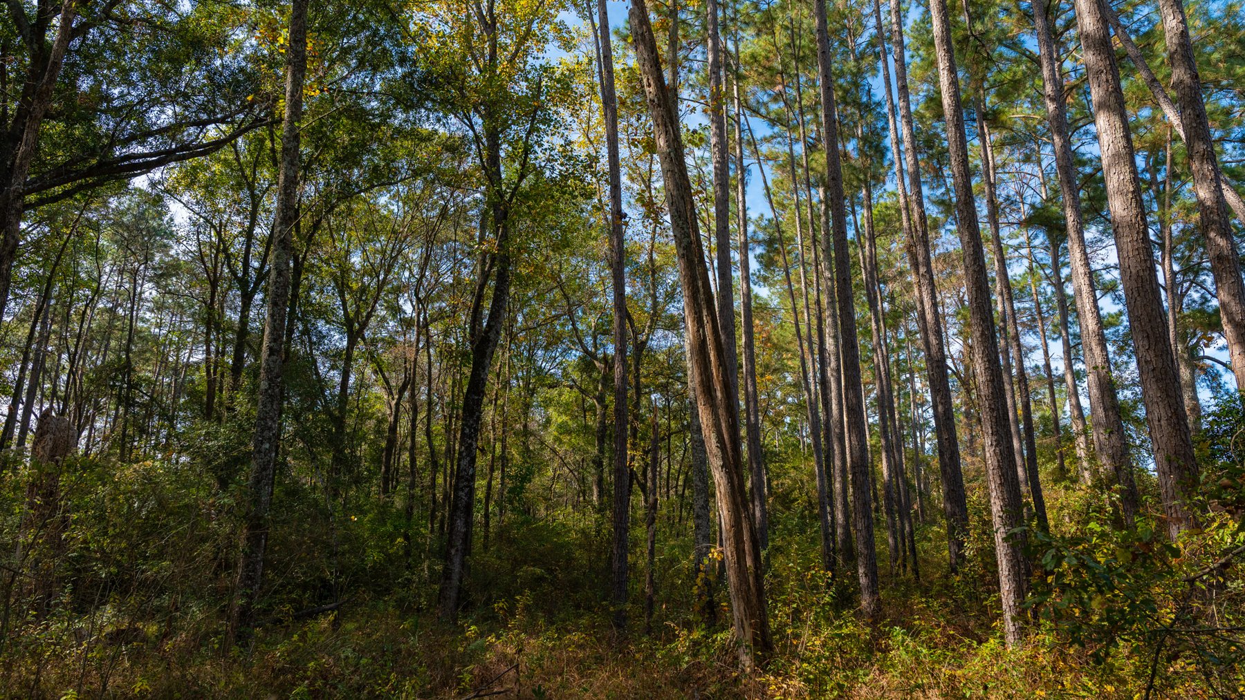 Image for 53± Acres - Land Auction - Beautiful Farmland, Timber & Ponds - Outdoor Paradise in Colquitt County, GA