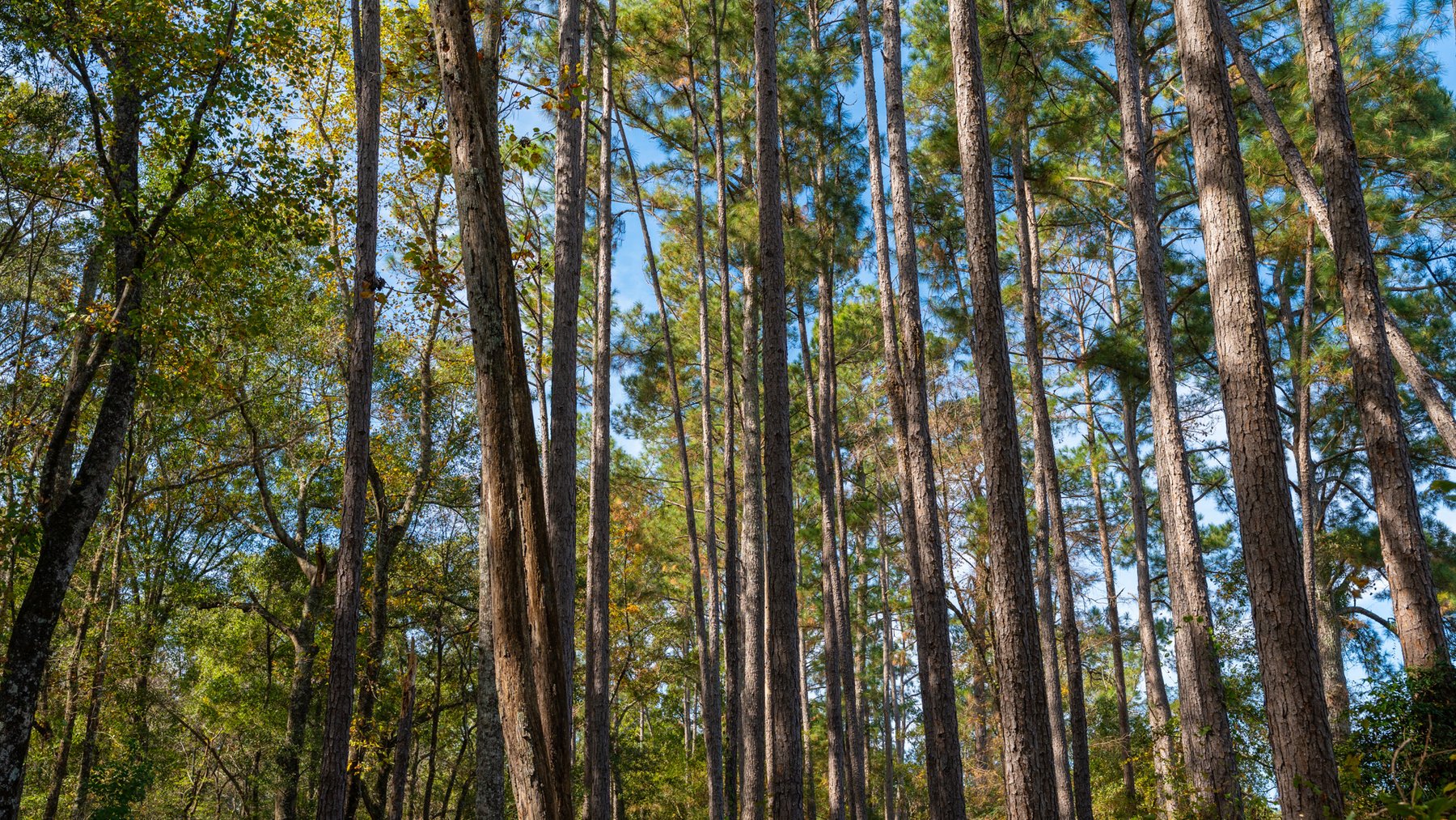 Image for 53± Acres - Land Auction - Beautiful Farmland, Timber & Ponds - Outdoor Paradise in Colquitt County, GA